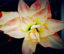 Load image into Gallery viewer, 2 Bulbs Amaryllis Bulbs True Hippeastrum Bulbs Flowers,Barbados Lily Potted Home Garden Balcony Plant Bulbous
