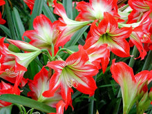 Load image into Gallery viewer, 2 Bulbs Amaryllis Bulbs True Hippeastrum Bulbs Flowers,Barbados Lily Potted Home Garden Balcony Plant Bulbous
