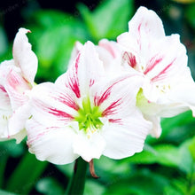 Load image into Gallery viewer, 2 Bulbs Amaryllis Bulbs True Hippeastrum Bulbs Flowers,Barbados Lily Potted Home Garden Balcony Plant Bulbous
