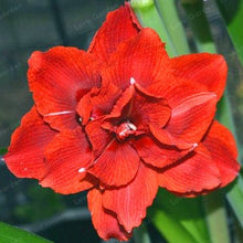 Load image into Gallery viewer, 2 Bulbs Amaryllis Bulbs True Hippeastrum Bulbs Flowers,Barbados Lily Potted Home Garden Balcony Plant Bulbous
